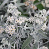 Buddleja davidii 'Silver Anniversary' - Sommerflieder