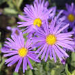 Aster amellus 'Blue King': Bild 3/4