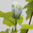 Magnolia acuminata: Bild 1/2
