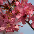 Prunus 'Collingwood Ingram' - Zierkirsche