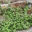 Cymbalaria muralis: Bild 1/6