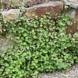 Cymbalaria muralis - Mauer-Zimbelkraut