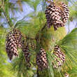 Pinus schwerinii: Bild 1/8