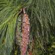 Pinus schwerinii: Bild 7/8