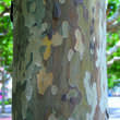 Platanus hispanica: Bild 3/3