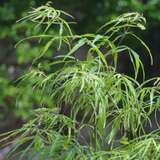 Acer palmatum 'Koto-no-ito' - Japanischer Ahorn