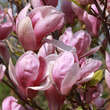 Magnolia 'Red Lucky': Bild 3/5