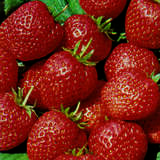 Fragaria ananassa  'Ostara' - Ananaserdbeere