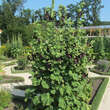 Alcea rosea 'Nigra': Bild 1/1