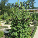 Alcea rosea 'Nigra' - Malve, Stockrose