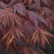 Acer palmatum 'Fireglow': Bild 2/3