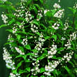 Deutzia cren. 'Pride of Rochester': Bild 1/1