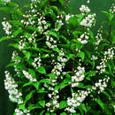 Deutzia cren. 'Pride of Rochester' - Deutzie, Maiblumenstrauch