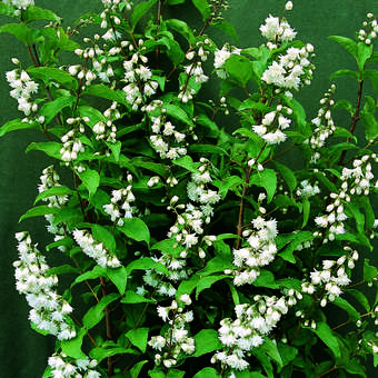 Deutzia cren. 'Pride of Rochester'