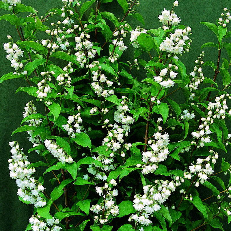Blumendeutzie Deutzia crenata 'Pride of Rochester' weiß Blumendeutzie Deutzia crenata 'Pride of Rochester' weiß