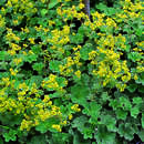 Alchemilla erythropoda - Kriech-Frauenmantel