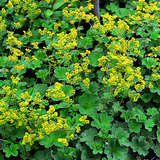 Alchemilla erythropoda - Kriech-Frauenmantel