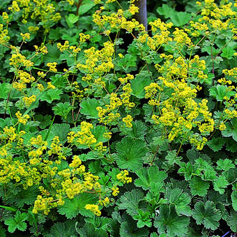 Alchemilla erythropoda
