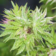 Acer palmatum 'Higasayama': Bild 1/1