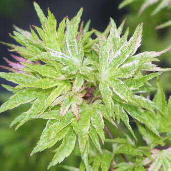 Acer palmatum 'Higasayama'