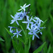 Amsonia tabernaemontana: Bild 3/4