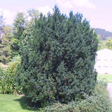 Taxus media 'Hicksii' - Heckeneibe