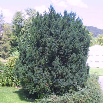 thuja herpes Thuja Virginian™ main image 0