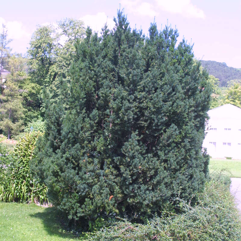 Heckeneibe - Taxus media 'Hicksii' - grn