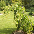 Cercidiphyllum japonicum 'Pendulum': Bild 5/5