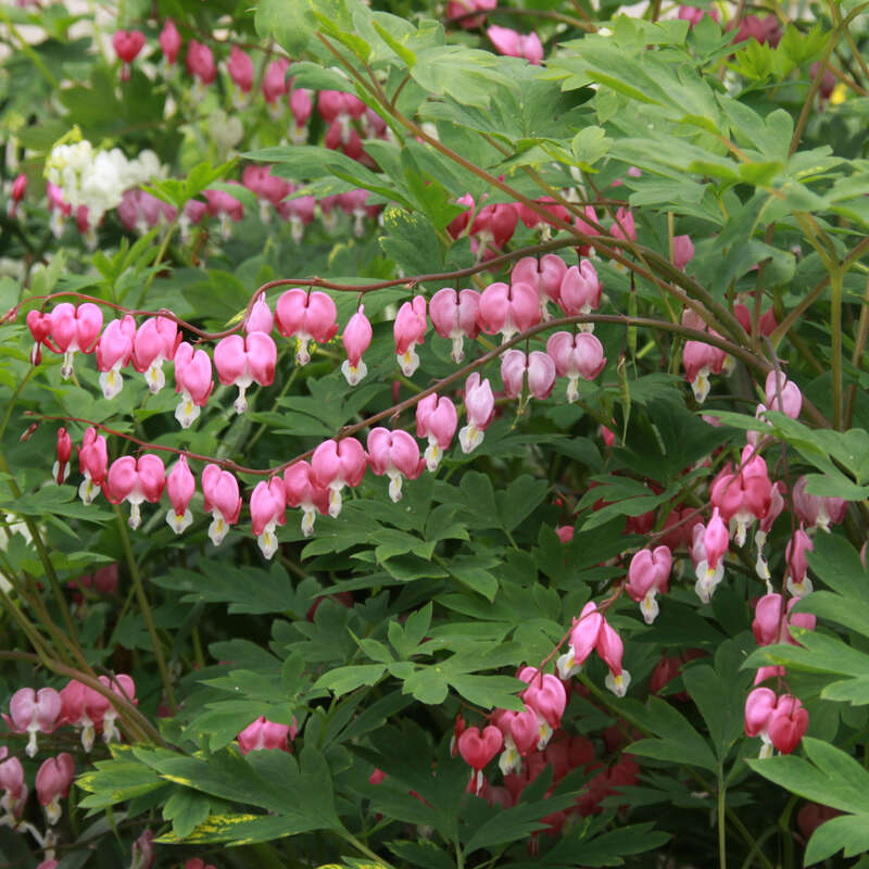 Herzblume Dicentra spectabilis rosa