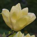 Gelbe Magnolie - Magnolia denudata 'Yellow River'