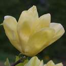 Magnolia denudata 'Yellow River' - Gelbe Magnolie