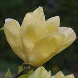 Magnolia denudata 'Yellow River' - Gelbe Magnolie