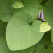 Aristolochia macrophylla: Bild 3/5