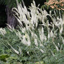Actaea racemosa - Silberkerze