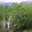 Magnolia virginiana: Bild 4/4