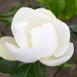 Magnolia grandiflora 'Francois Treyve': Bild 2/8