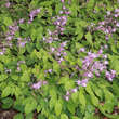 Epimedium grandiflorum 'Lilafee': Bild 5/5