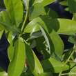 Magnolia virginiana: Bild 3/4