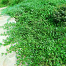 Cotoneaster dammeri - Kriechmispel