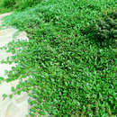 Cotoneaster dammeri - Kriechmispel