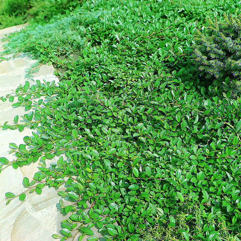 kirschlorbeer hecke 120 cm Kirschlorbeer Genolia 180-200 cm Höhe Ballenware main image 0