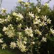 Magnolia 'Goldstar': Bild 9/9