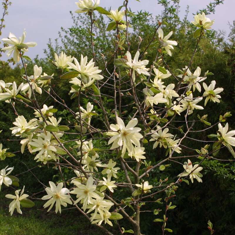 Gelbe Sternmagnolie Magnolia Goldstar Gelb