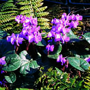 Cyclamen coum - Alpenveilchen