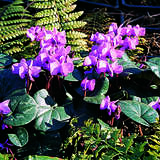 Cyclamen coum - Alpenveilchen