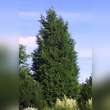 Cupressocyparis leylandii: Bild 5/11