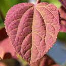 Cercidiphyllum jap. 'Strawberry' - Judasblattbaum