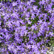 Campanula poscharskyana: Bild 1/6