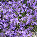 Campanula poscharskyana - Polster-Glockenblume